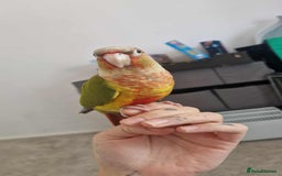 Cockatiels birds for sale: 2 loving conures looking for a loving home. - Image 2