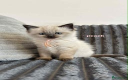 Ragdoll cats for sale: 5 Adorable Ragdoll Kittens🐾 - Image 33