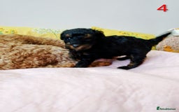 Toy Poodle dogs for sale: Toy poodle boy - Advert 4