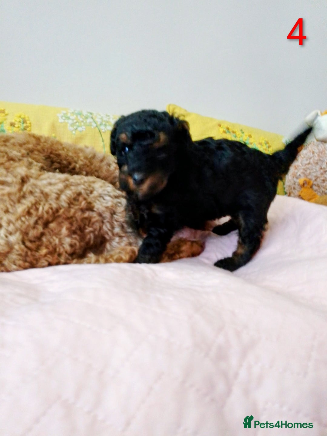 Toy Poodle dogs for sale: Toy poodle boy - Advert 4
