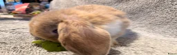 Mini Lop rabbits for sale: Adorable 8-Week-Old Baby Rabbits for Sale 🐰 - Advert 13