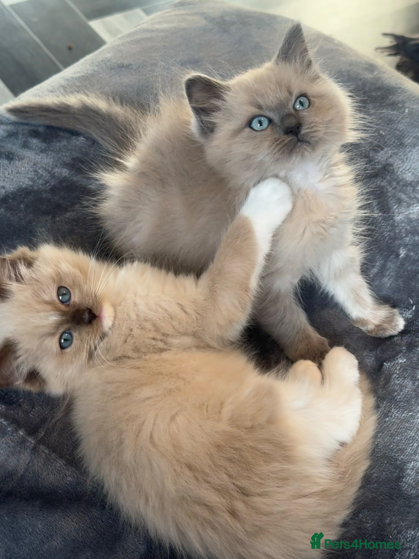 Ragdoll cats TICA Reg Rare Cherubim Ragdolls - Advert 12