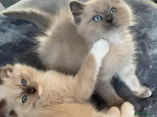 Ragdoll cats TICA Reg Rare Cherubim Ragdolls - Advert 12