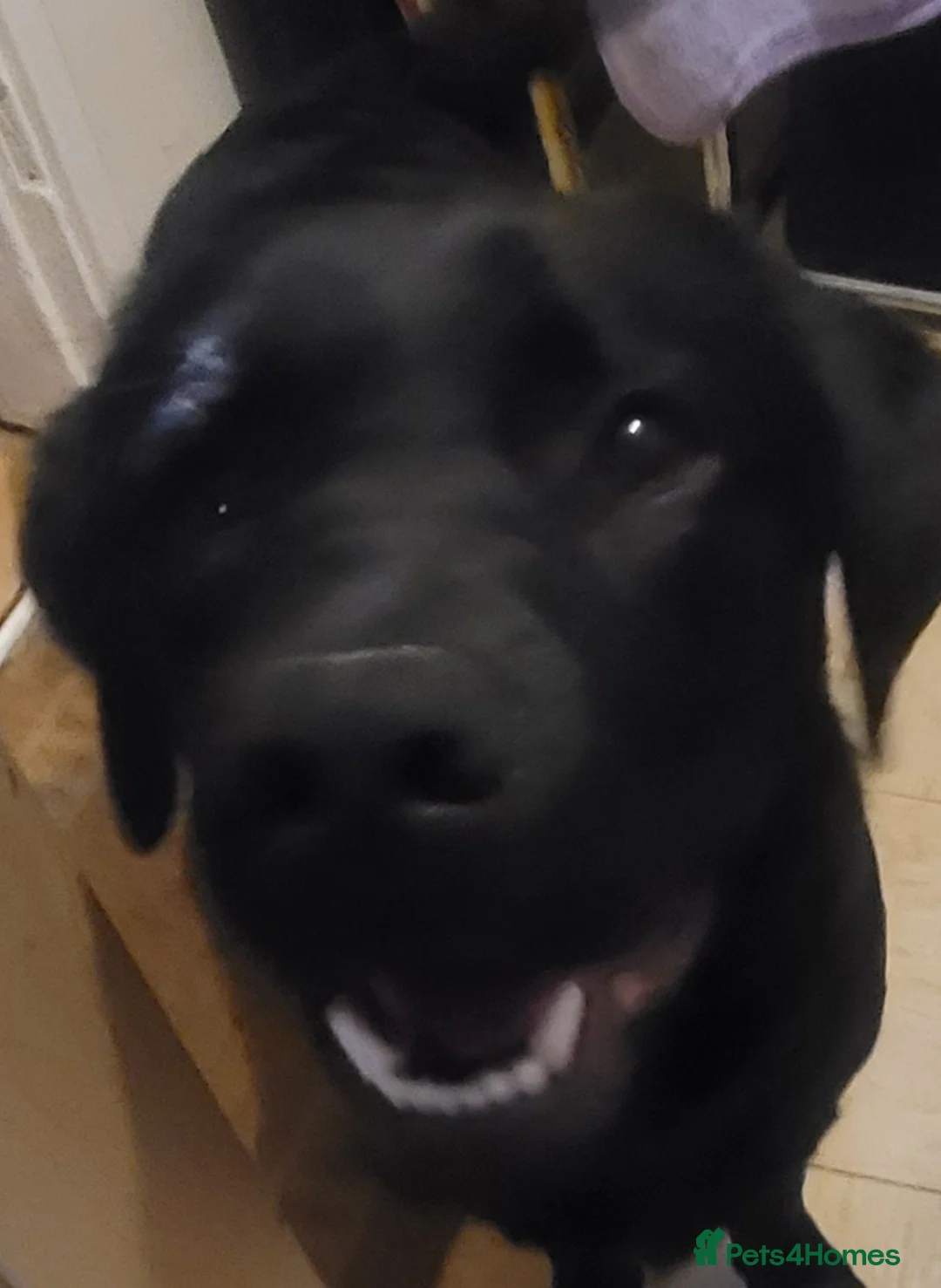 Labrador Retriever dogs for sale: Exceptional Charismatic "JUDGE" for yourselves.... - Advert 10