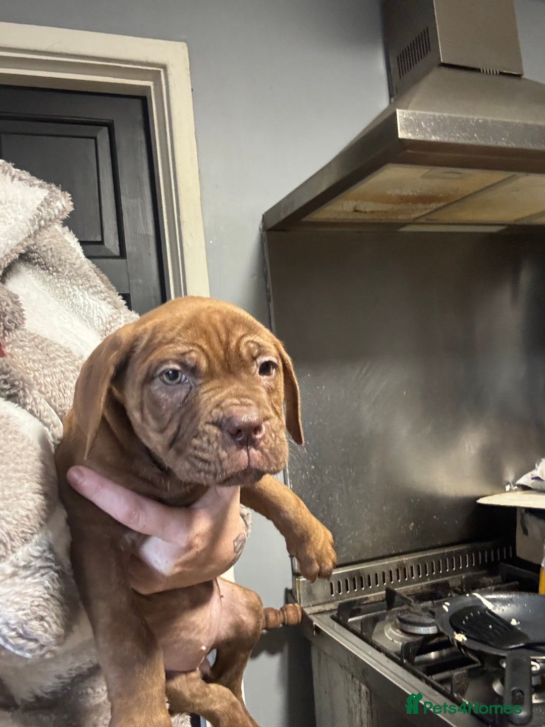 Mixed Breed dogs for sale: Cane Corso and Dogue de Bordeaux - Advert 1