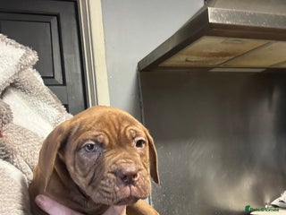 Mixed Breed dogs Cane Corso and Dogue de Bordeaux - Advert 6