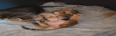 Mixed Breed 2