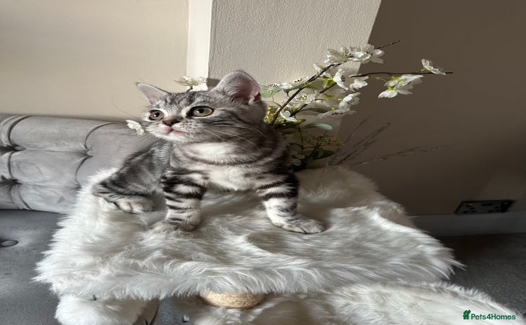 British Shorthair cats - Advert 2