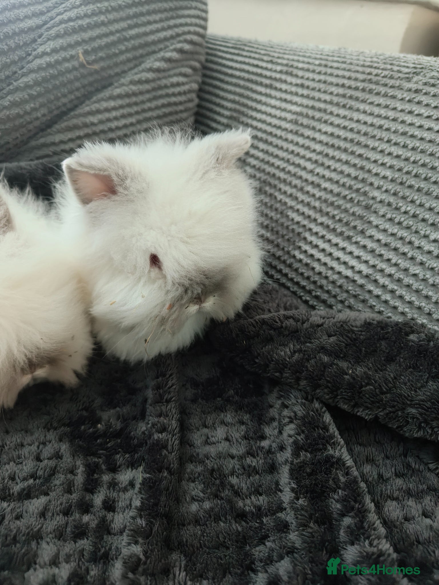 Lionhead rabbits for sale: Beautiful lion head bunnies for sale in Wolverhampton - Advert 4