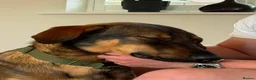 Mixed Breed dogs for adoption: Sammy needs an active home  in Chinnor - Advert 5