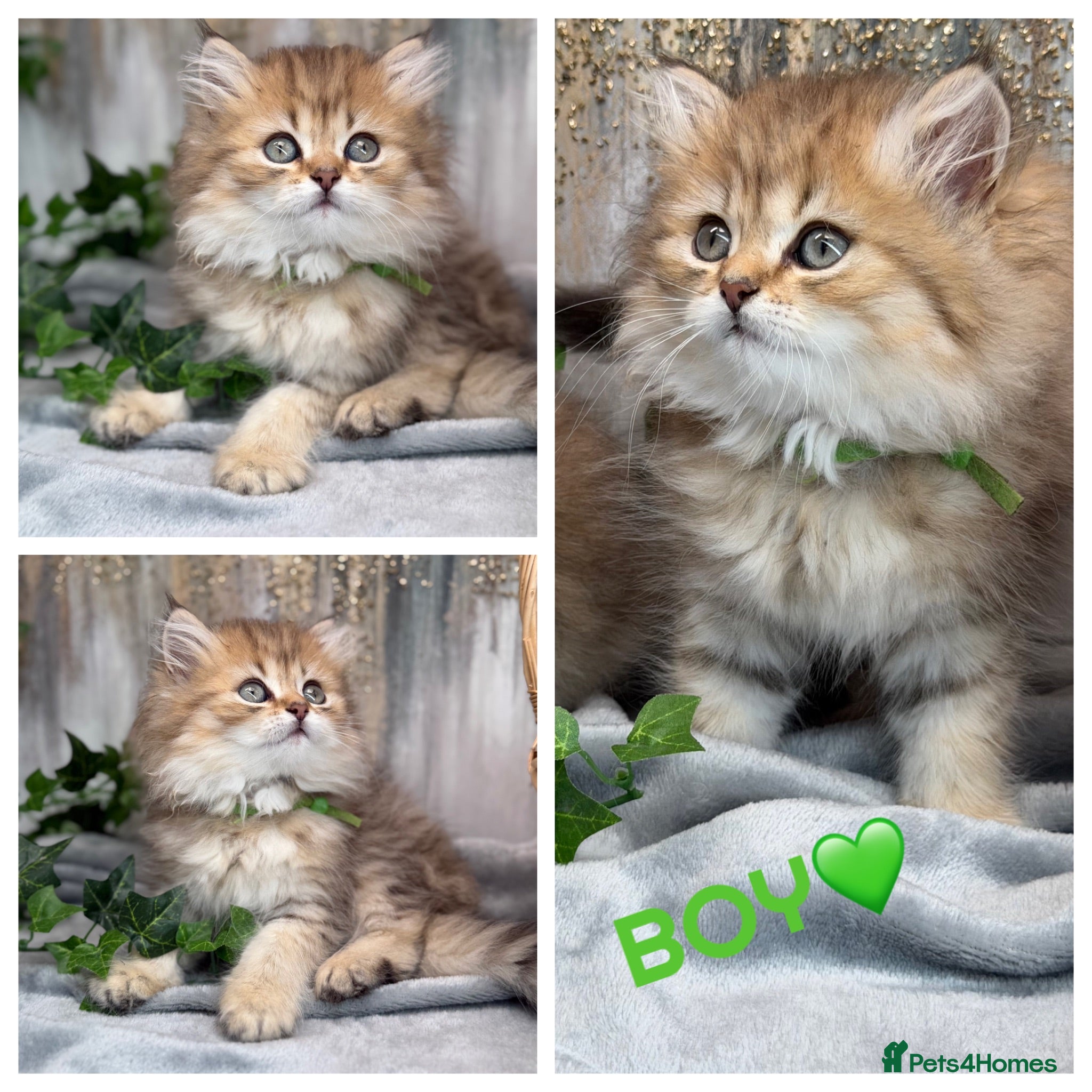 British Longhair cats British Longhair golden shaded kittens TICA - Advert 1