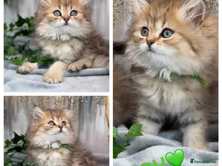 British Longhair cats British Longhair golden shaded kittens TICA - Advert 1