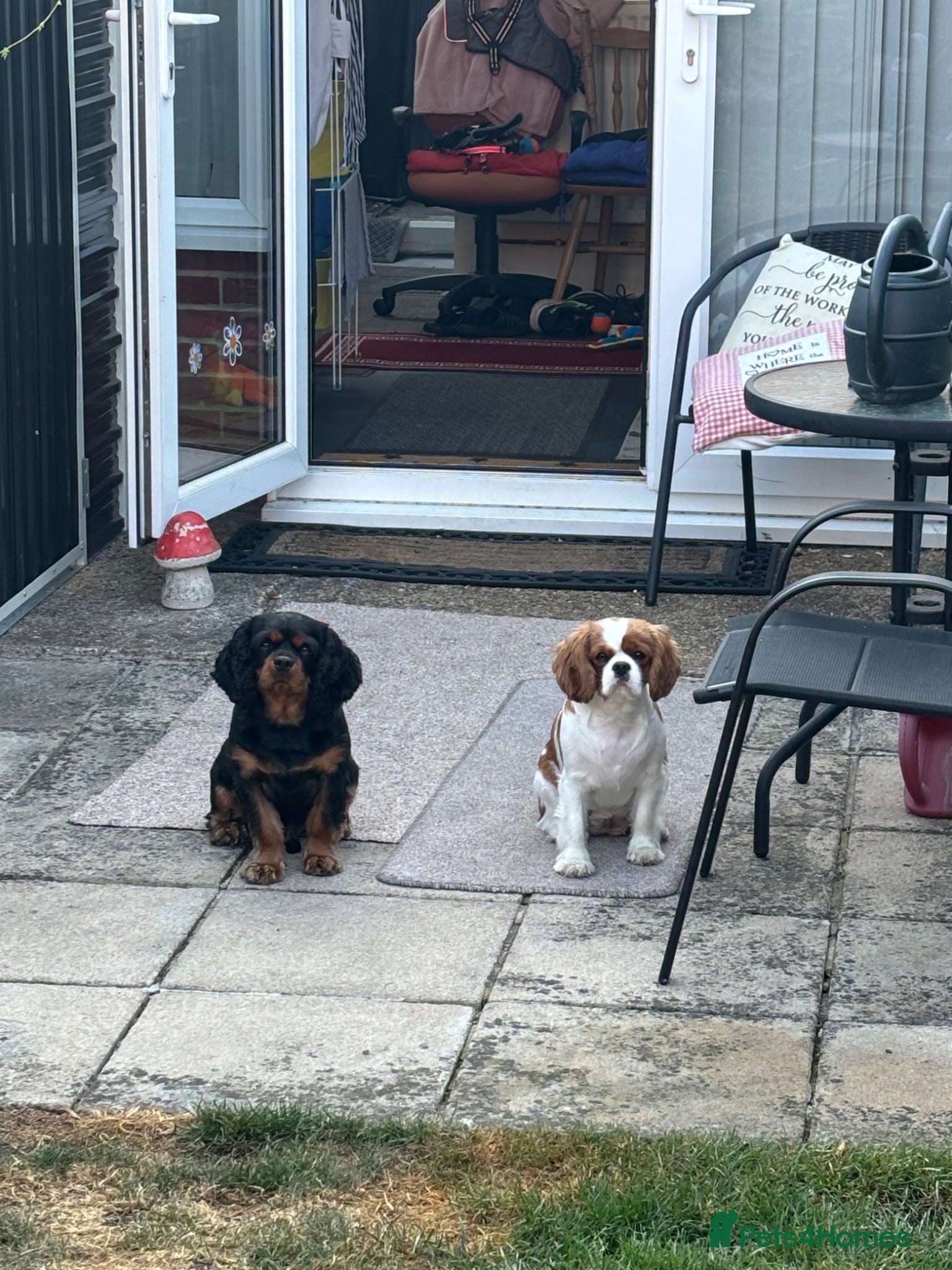 Cavalier King Charles Spaniel dogs Heartbreakingly rehoming King Charles cavalier  - Advert 4