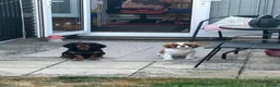 Cavalier King Charles Spaniel dogs for sale: King Charles cavalier heartbreaking sale in Eastleigh - Advert 2