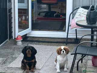 Cavalier King Charles Spaniel dogs Heartbreakingly rehoming King Charles cavalier - Advert 4