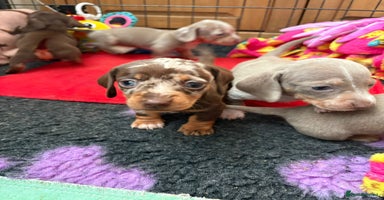 Miniature Dachshund dogs - Advert 14