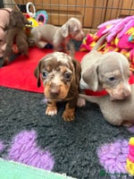 Miniature Dachshund dogs - Advert 14
