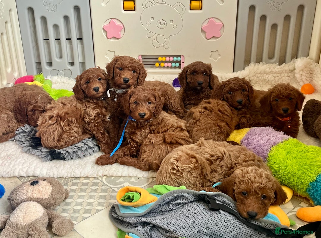 Goldendoodle dogs for sale: multigenerational Australian Golden doubledoodles - Advert 16