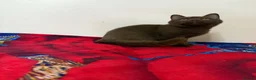British Shorthair cats for sale: Rare Cinnamon Color British Shorthair Kittens - Advert 25