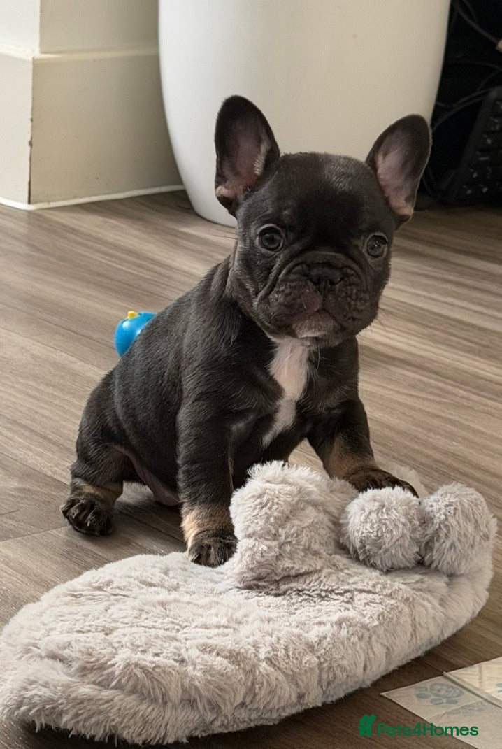 French Bulldog dogs KC REGISTERED French bull dog puppies READY NOW - Advert 1
