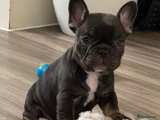 French Bulldog dogs KC REGISTERED French bull dog puppies READY NOW - Advert 15