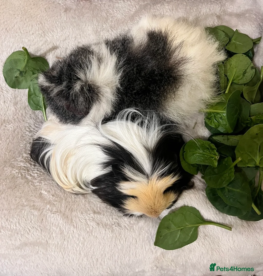 Guinea Pig rodents for sale: Two lovely female guinea pigs  in Ilfracombe - Advert 1
