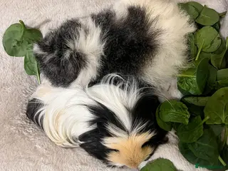 Guinea Pig rodents Two lovely female guinea pigs in Ilfracombe - Advert 2