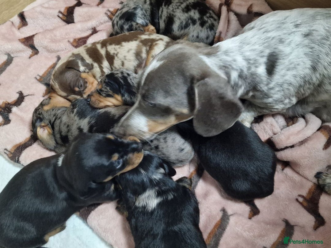 Miniature Dachshund dogs for sale: Dapple Piebald Miniature Dachshund Puppies - Advert 5