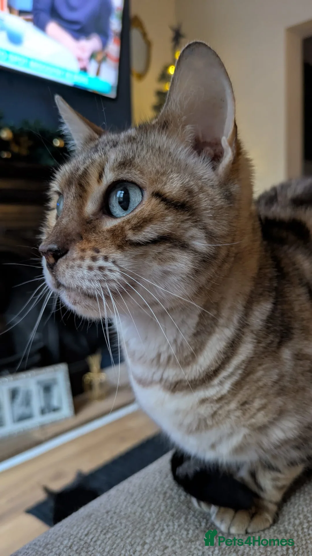 Bengal cats for sale: Female bengal cat - Advert 2