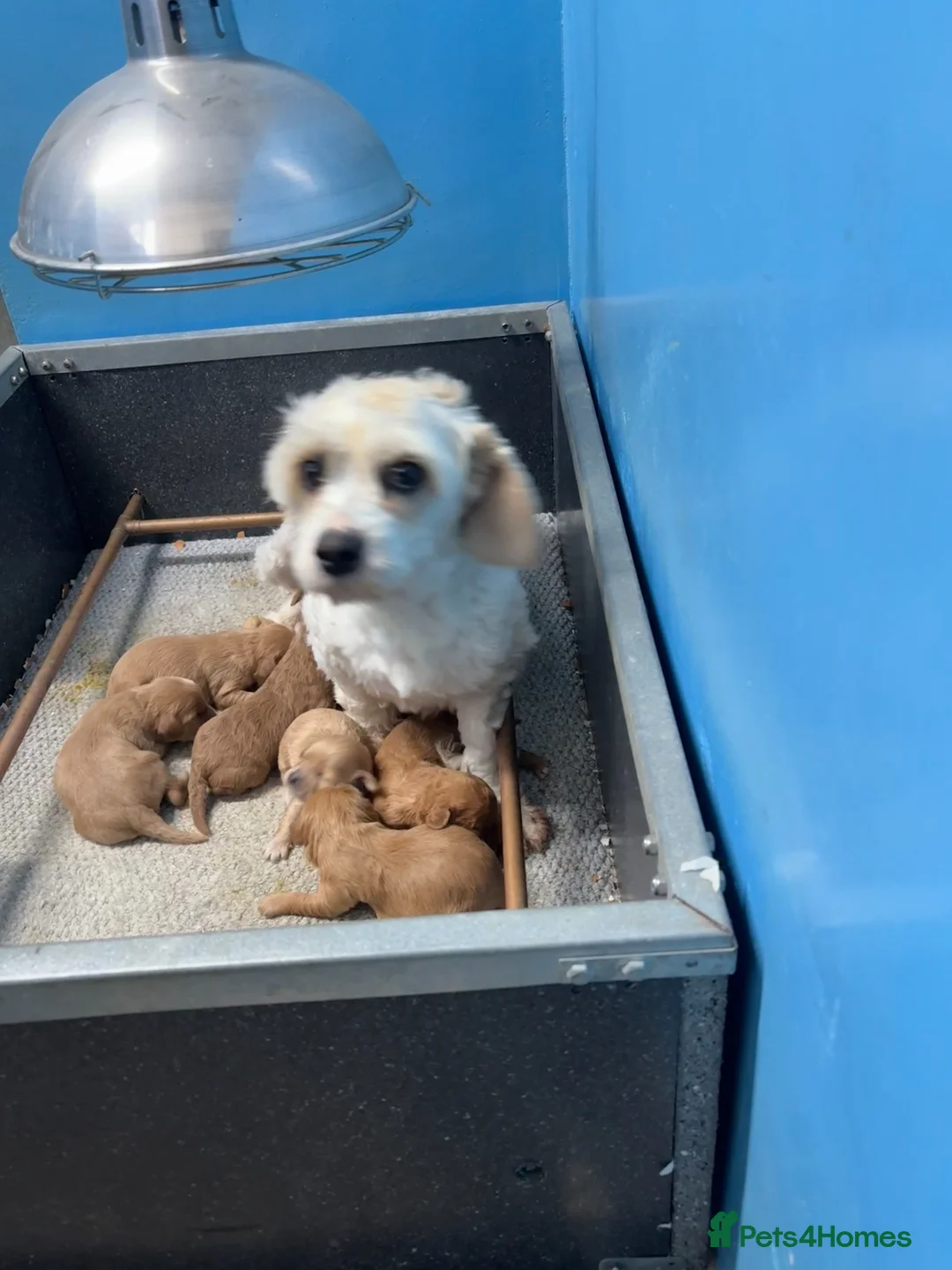 Cavapoochon dogs for sale: Stunning litter of Cavapoochon pups. - Advert 27