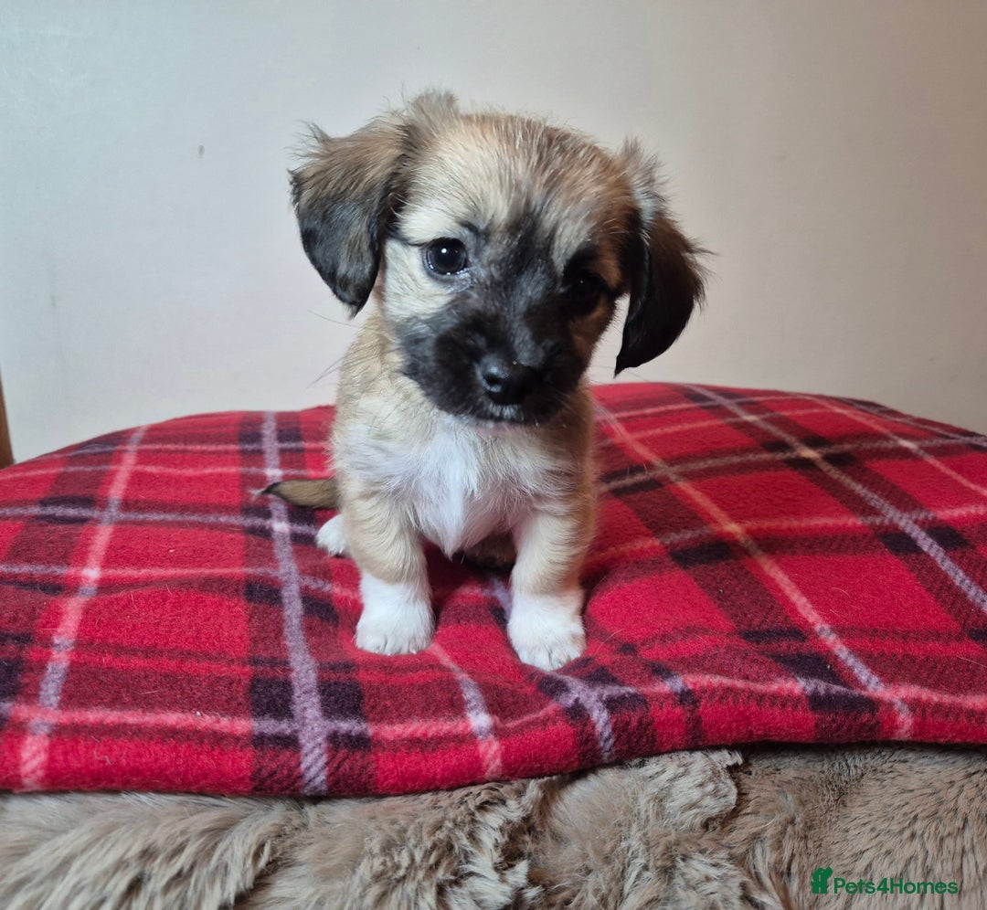 Pomchi dogs for sale: Beautiful chihuahua girl - Advert 8