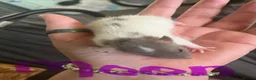 Rat rodents for sale: 8 baby girl rats in Basildon - Advert 8