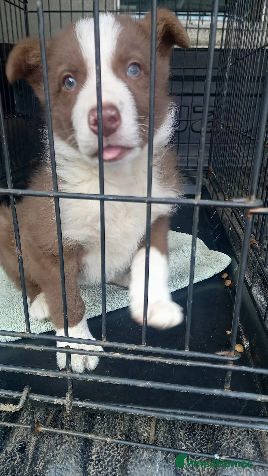 Border Collie dogs for sale: Brown & White Border Collie Pup For Sale  in Caernarfon - Advert 2