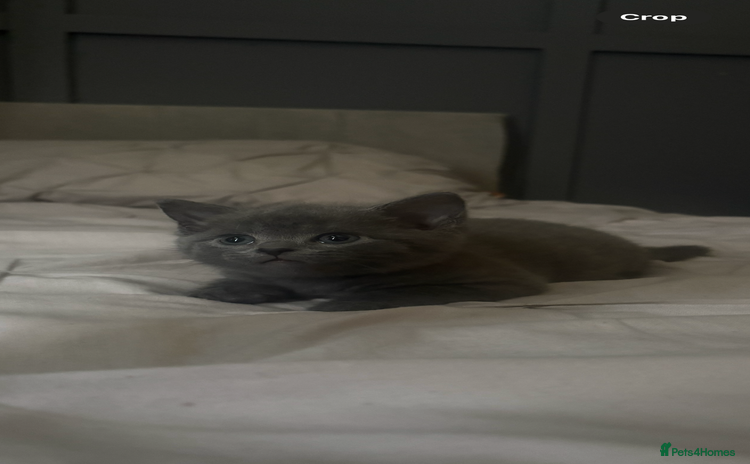 British Shorthair cats - Advert 4