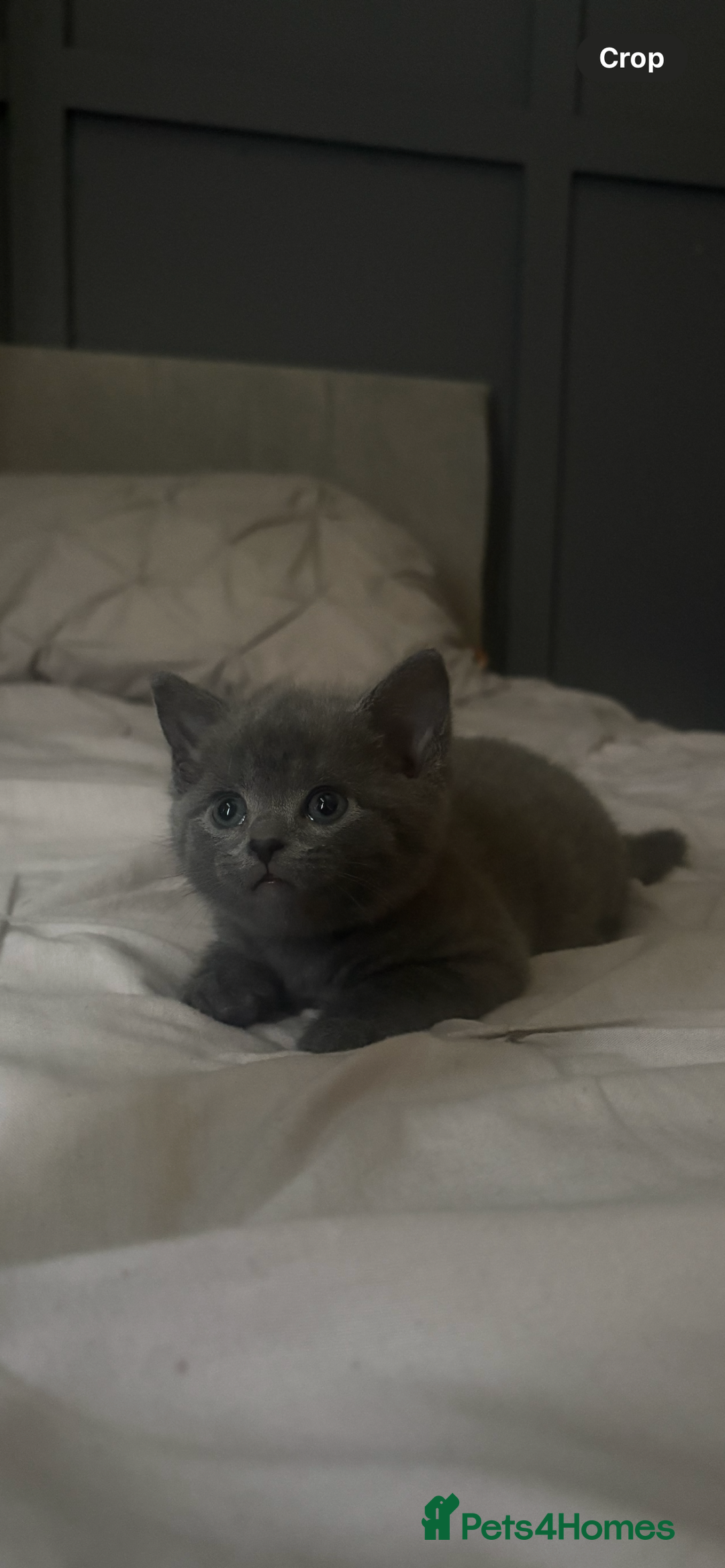 British Shorthair cats for sale: British shorthair kittens  - Image 1