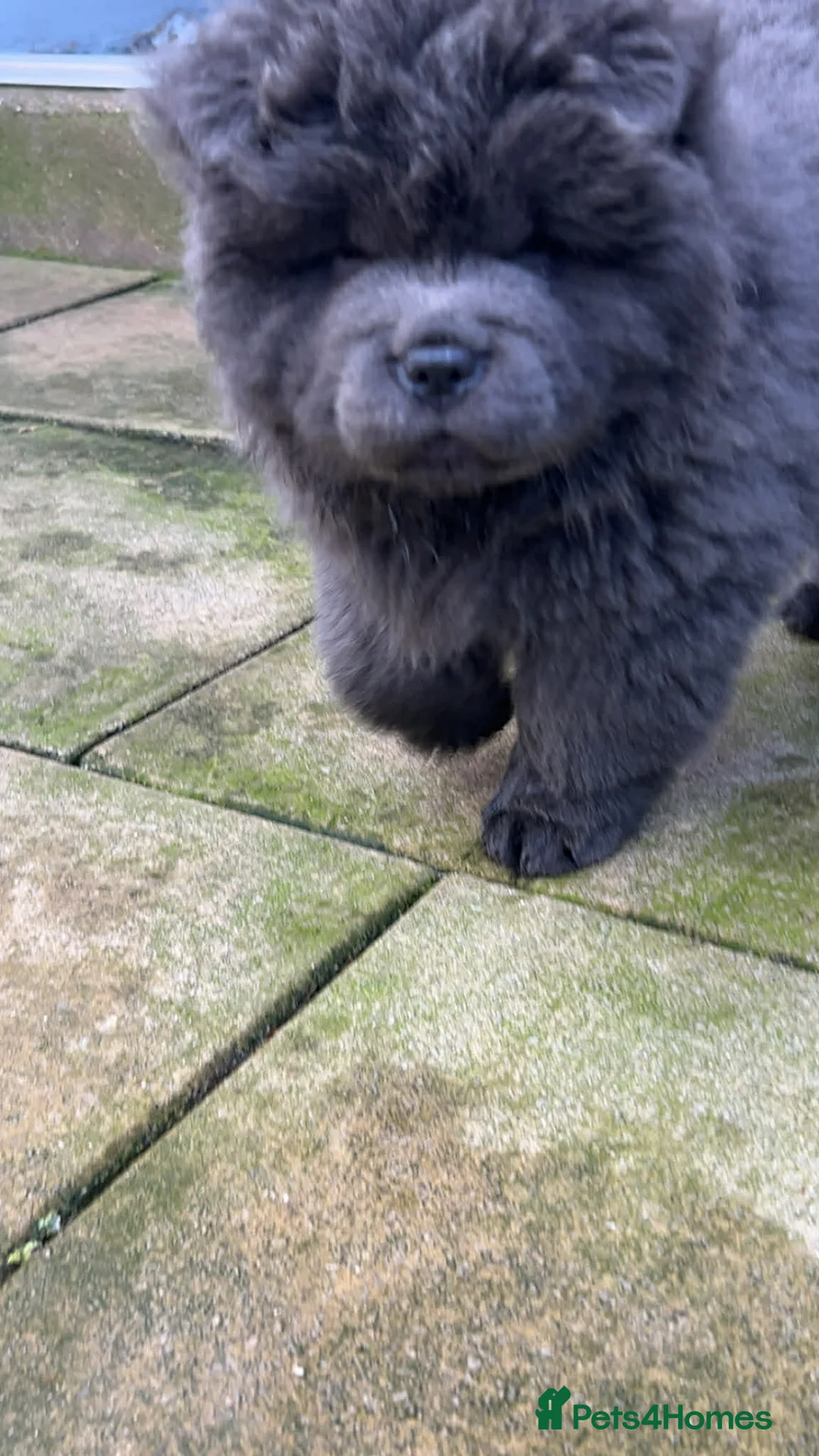 Chow Chow dogs for sale: Rough Coat Chow Chow Puppies in Peterborough - Advert 10