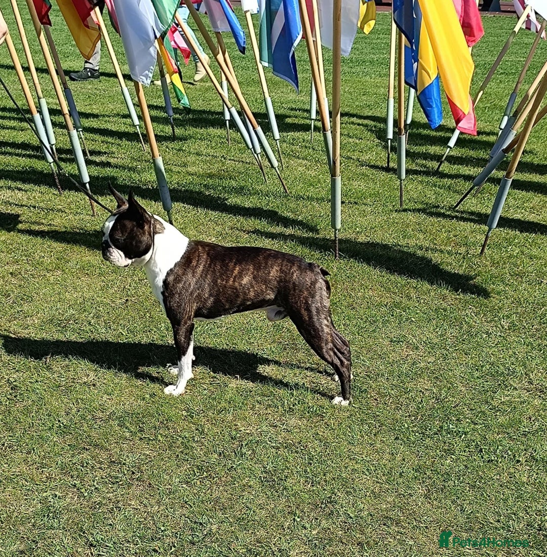 Boston Terrier dogs for sale: Boston terrier puppies - Advert 5