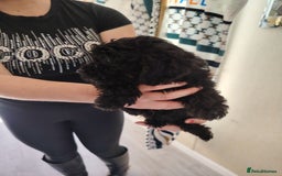 Cavapoo dogs for sale: Cavapoo puppies - Image 8