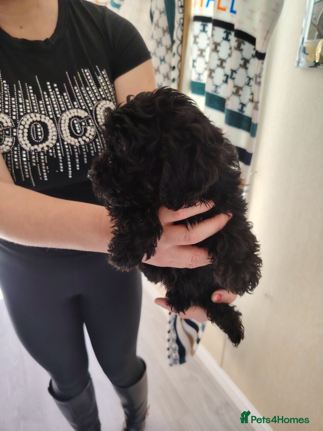 Cavapoo dogs for sale: Cavapoo puppies - Image 8