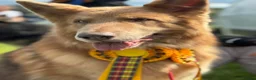 German Shepherd dogs for stud: Isabella German shepherd stud dog  - Advert 4
