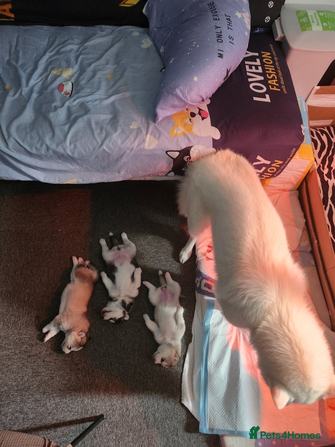 Siberian Husky dogs for sale: Syberian Huskies Male and Female - Image 18