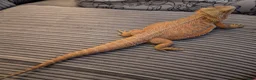 Bearded Dragon reptiles for sale: Female bearded dragon in Hailsham - Advert 2