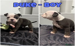 Olde English Bulldogge dogs for sale: Olde English bulldog pups 🐶  - Image 10