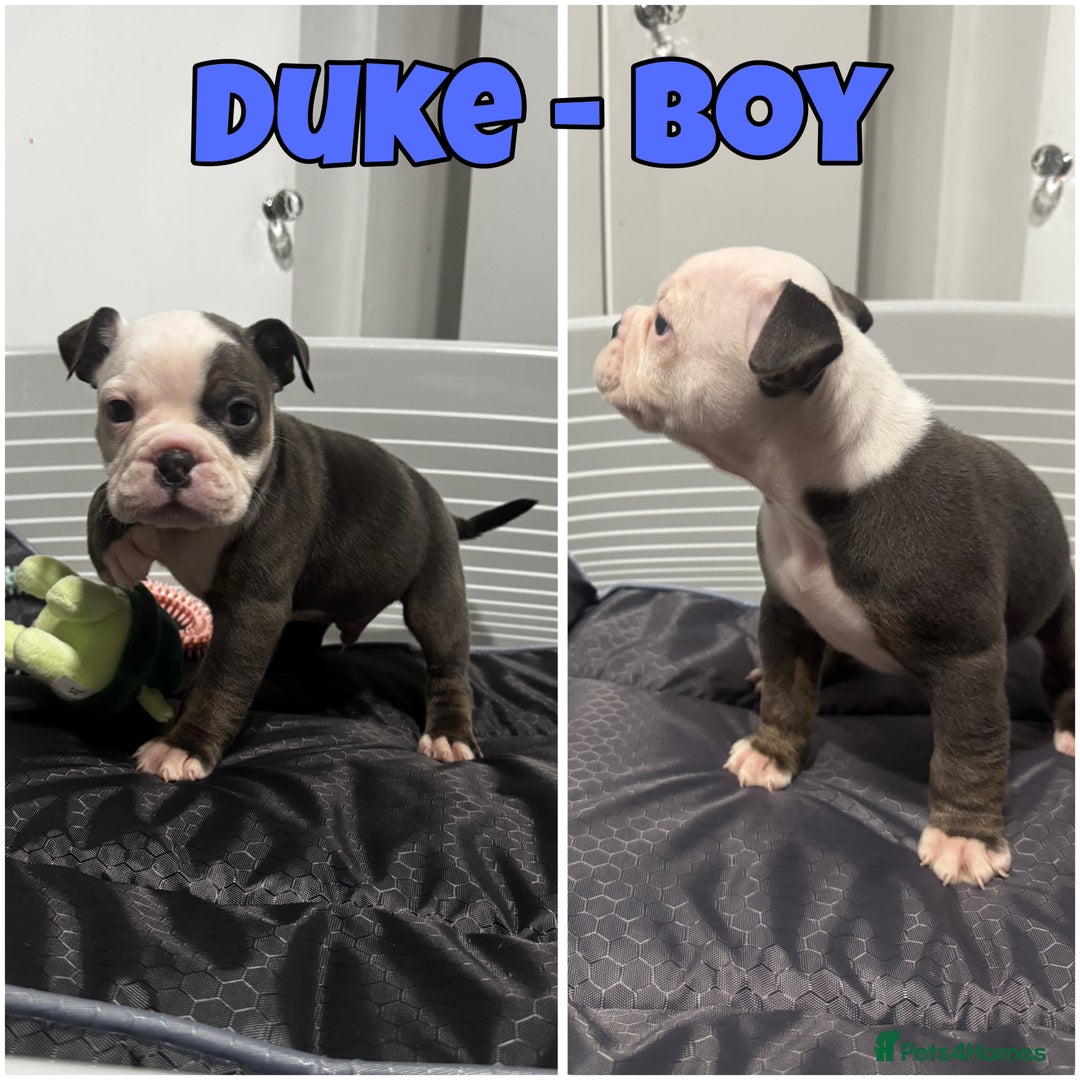 Olde English Bulldogge dogs for sale: Olde English bulldog pups 🐶  - Image 10
