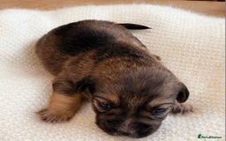 Mixed Breed dogs for sale: Jack Russel Pups in Machynlleth - Image 5