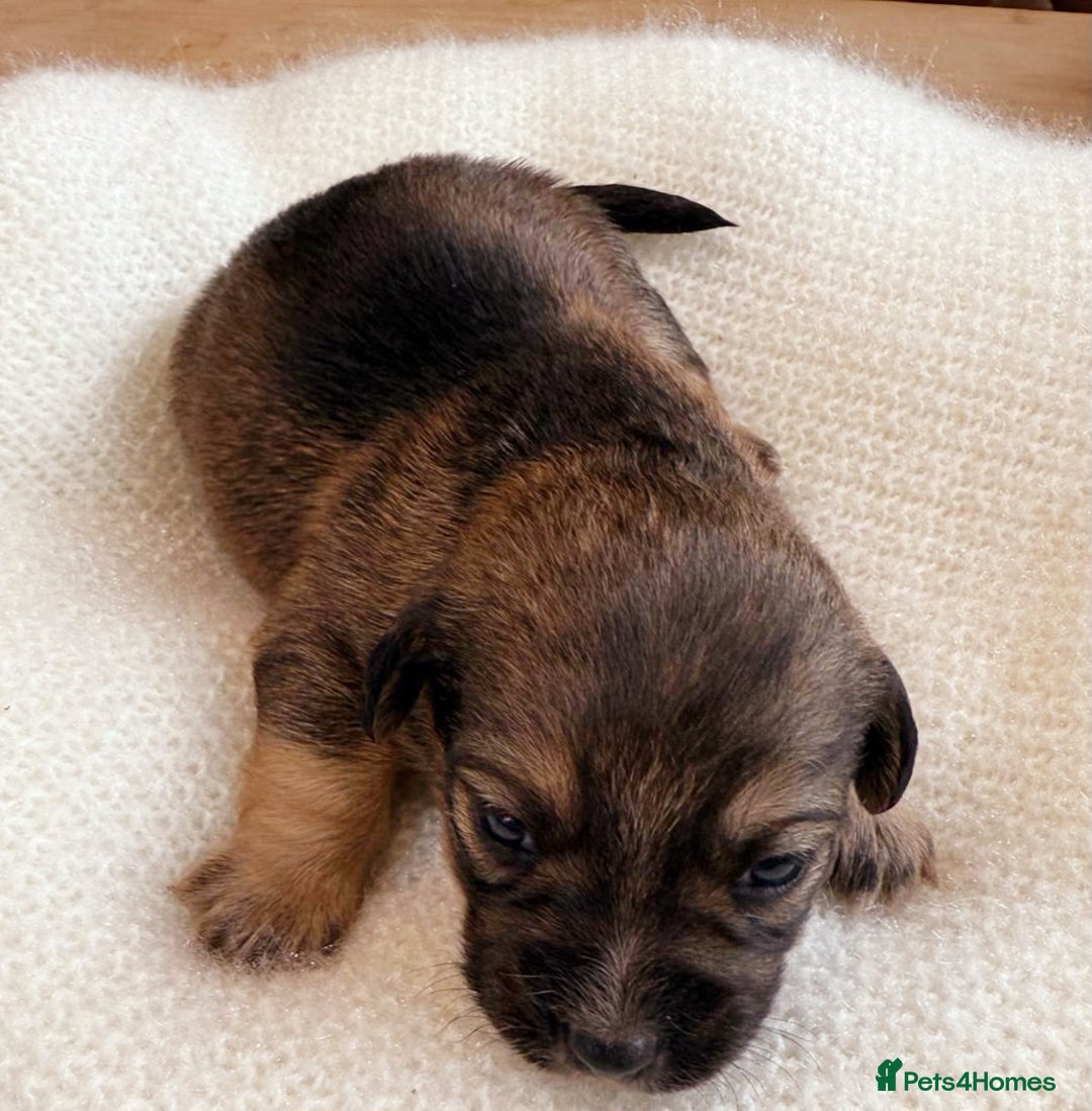 Mixed Breed dogs for sale: Jack Russel Pups in Machynlleth - Image 5
