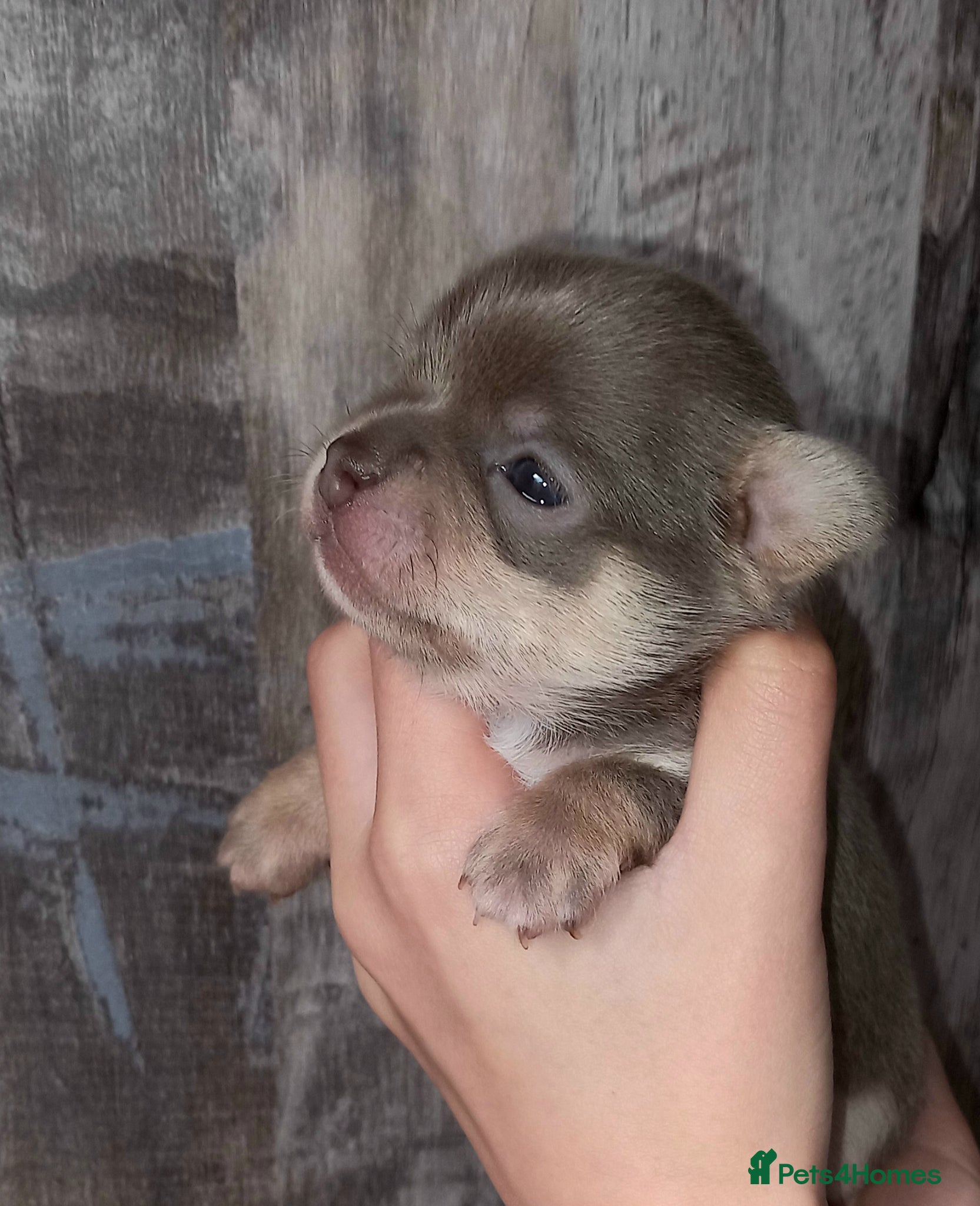 Chihuahua dogs ❤️‍🔥Dna tested parents❤️‍🔥1Boy Lilactricolour SC - Advert 16