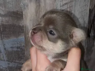 Chihuahua dogs ❤️🔥Dna tested parents❤️🔥1Boy Lilactricolour SC - Advert 16