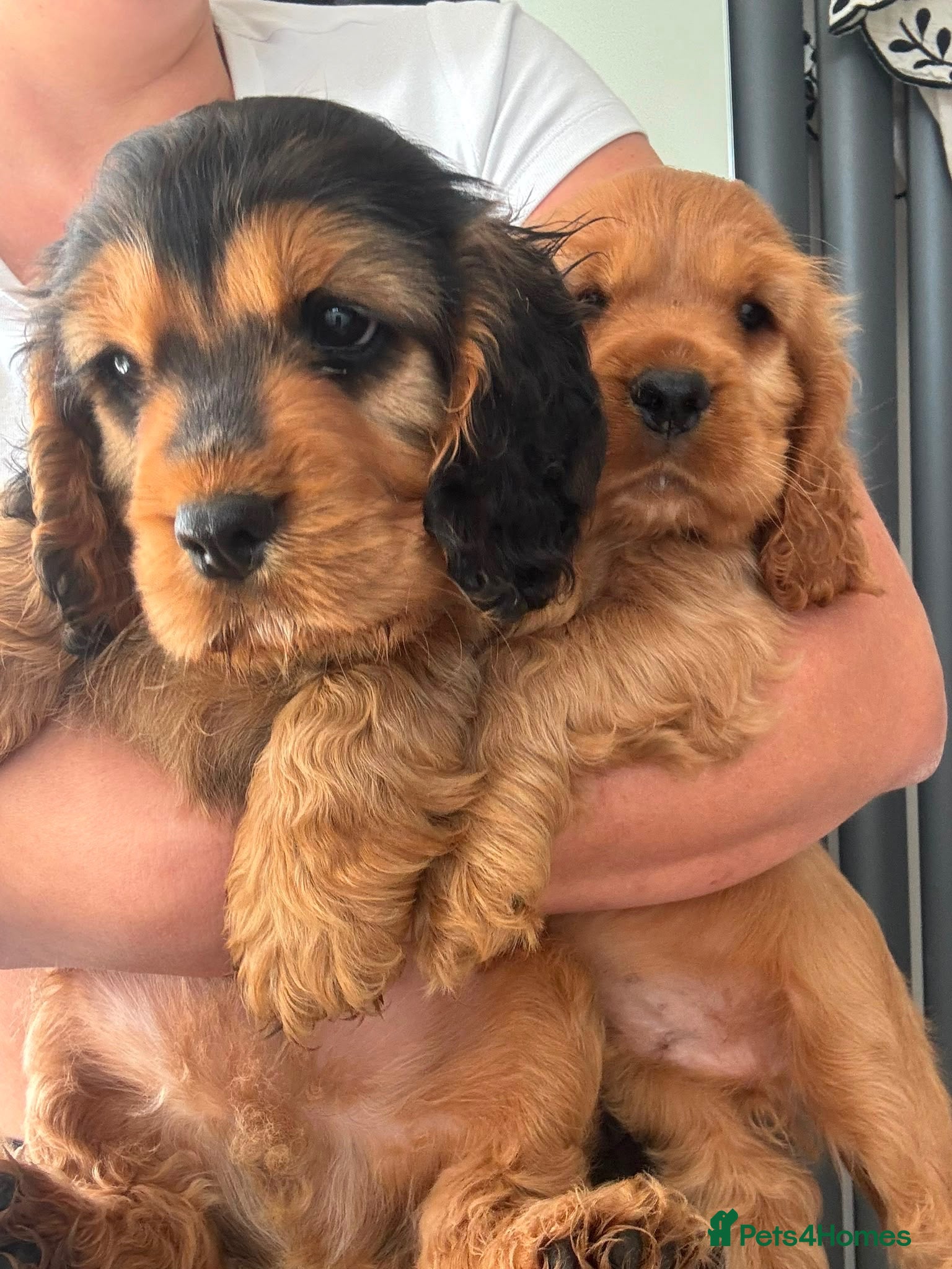 Cocker Spaniel dogs Beautiful kc  cocker spaniels puppies 💙❤️ - Advert 1