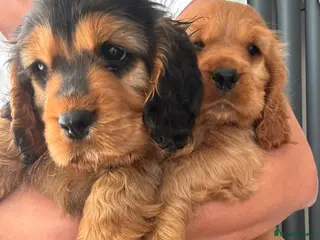 Cocker Spaniel dogs Beautiful kc cocker spaniels puppies 💙❤️ - Advert 1